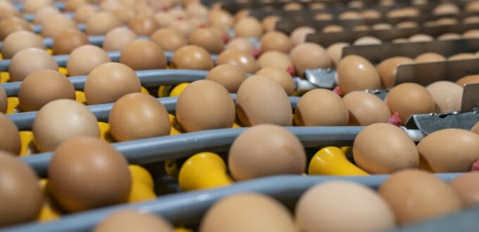 The Australian Egg industry